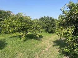 Land For Sale in Dalyan Nbh. Ortaca - Housing Zoned - 722 m²