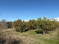Field For Sale in Tepearası Nbh. Ortaca - Vineyards & Orchards Zoned - 23.000 m²