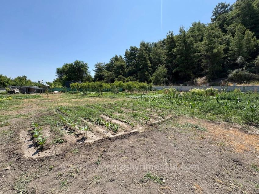 Отдельно Стоящий Деревянный Дом Площадью 120 М² На Участке Площадью 2500 М² В Районе Дальян Карадаг.