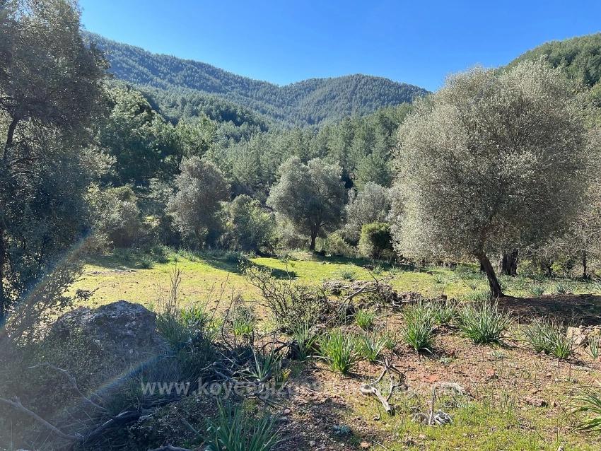 Продается Земельный Участок В Гёкбеле, В Окружении Природы И Леса.