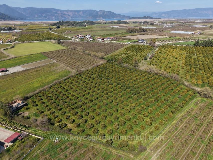 Виноградник Бахче Площадью 17.550 М2 На Продажу Недалеко От Центра Дальяна