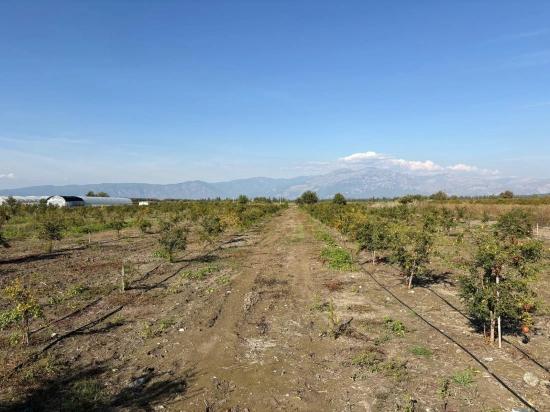 Гранатовый Сад Площадью 21500 М2 На Продажу В Эскикёе