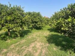 Для Продажи Сюжет в Dalyan Ortaca - Под Жилье застройку - 722 m²