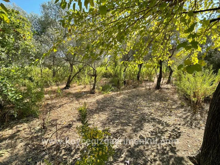 Для Продажи Семейный Дом 1+0 в Çandır Köyceğiz - 2.765 m²
