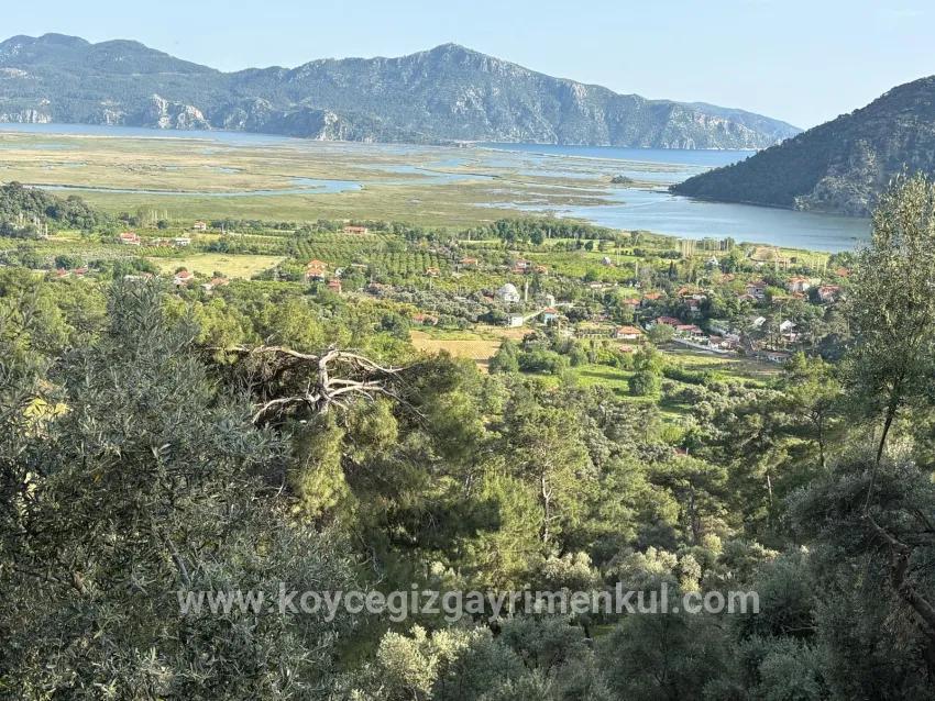 Для Продажи Поле в Çandır Köyceğiz - Под Поле застройку - 1.252 m²