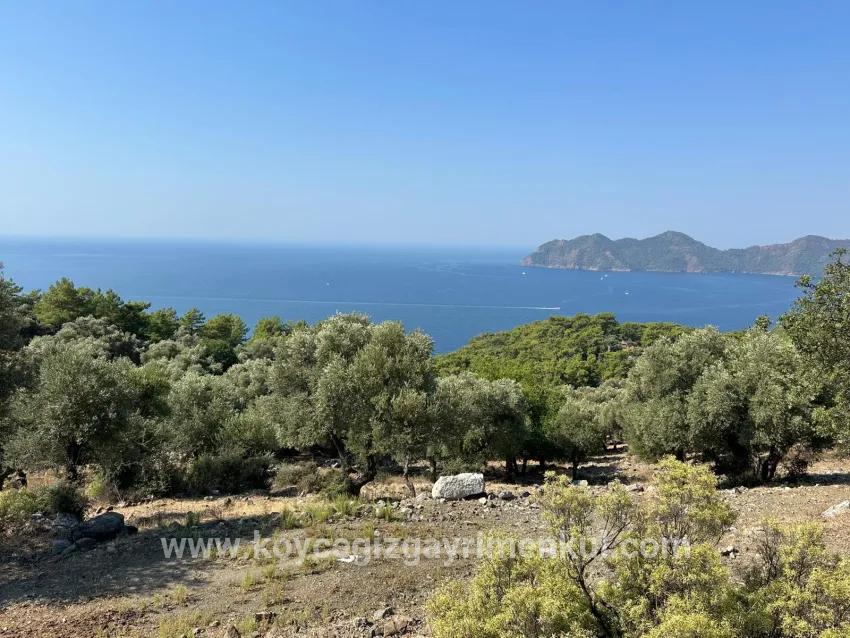 Для Продажи Поле в Çandır Köyceğiz - Под Поле застройку - 21.000 m²