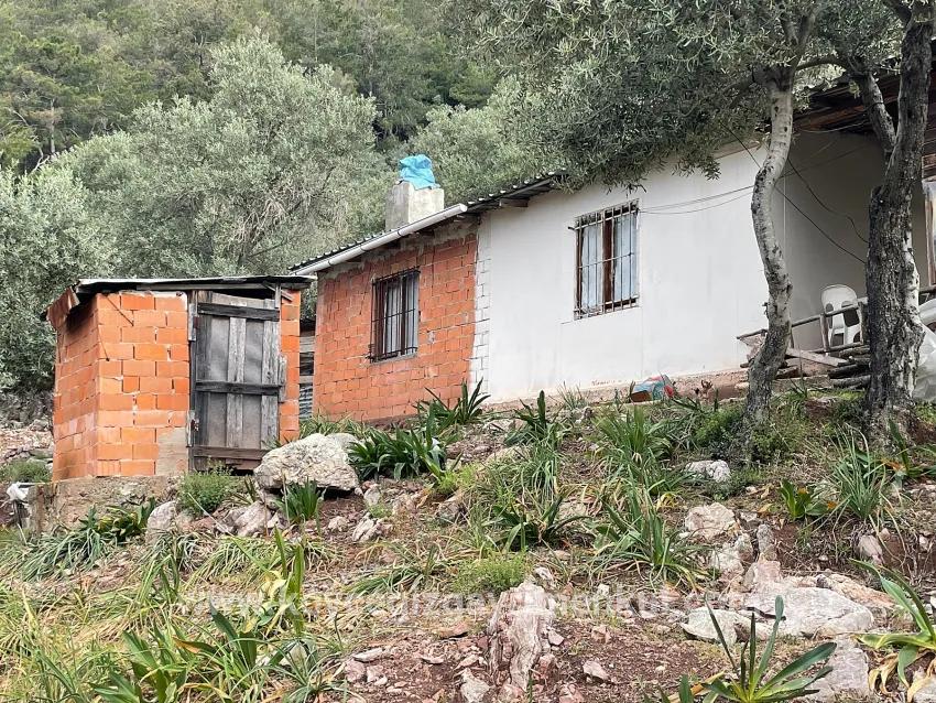 Для Продажи Поле в Ekincik Köyceğiz - Под Оливковая Роща застройку - 7.000 m²