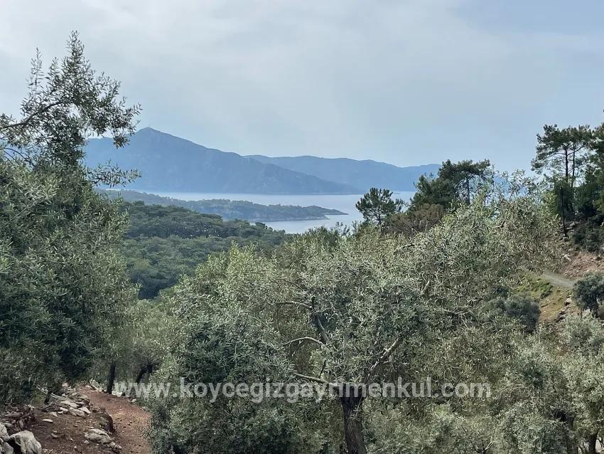 Для Продажи Поле в Ekincik Köyceğiz - Под Оливковая Роща застройку - 7.000 m²