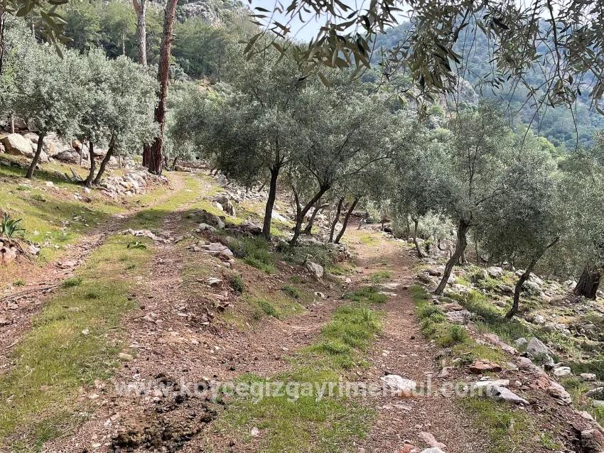 Для Продажи Поле в Ekincik Köyceğiz - Под Оливковая Роща застройку - 7.000 m²