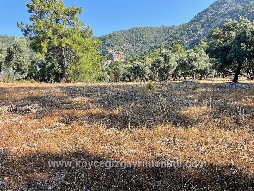 Для Продажи Поле в Çandır Köyceğiz - Под Жилье застройку - 10.481 m²
