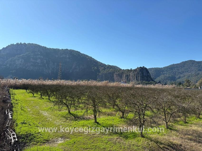 Для Продажи Сюжет в Dalyan Ortaca - Под Жилье застройку - 5.985 m²