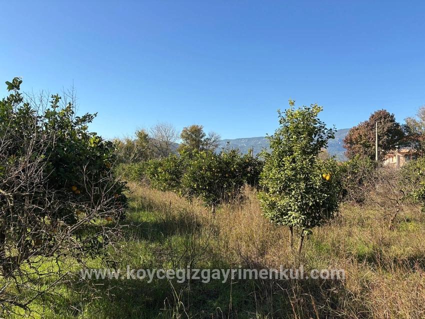 Для Продажи Поле в Dalyan Ortaca - Под Поле застройку - 4.541 m²