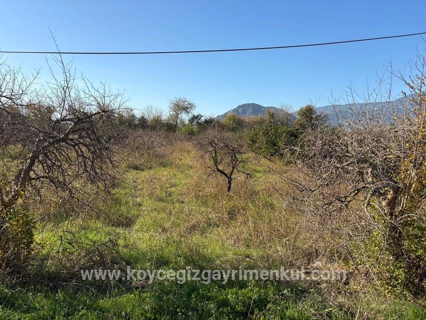 Для Продажи Поле в Dalyan Ortaca - Под Поле застройку - 4.541 m²