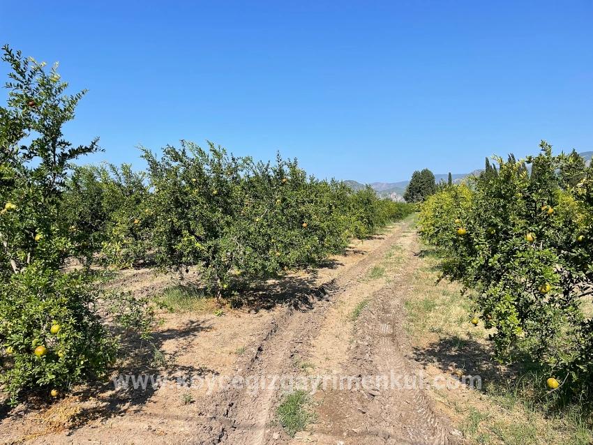 Для Продажи Поле в Dalyan Ortaca - Под Жилье застройку - 10.000 m²