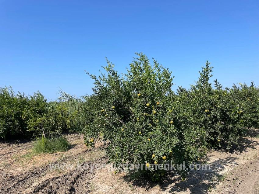Для Продажи Поле в Dalyan Ortaca - Под Жилье застройку - 10.000 m²