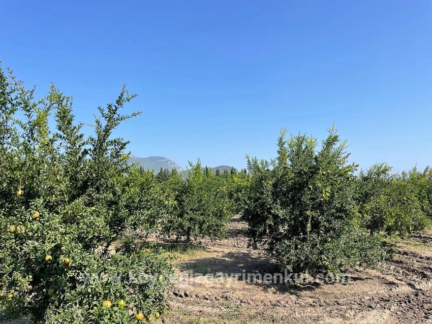 Для Продажи Поле в Dalyan Ortaca - Под Жилье застройку - 10.000 m²