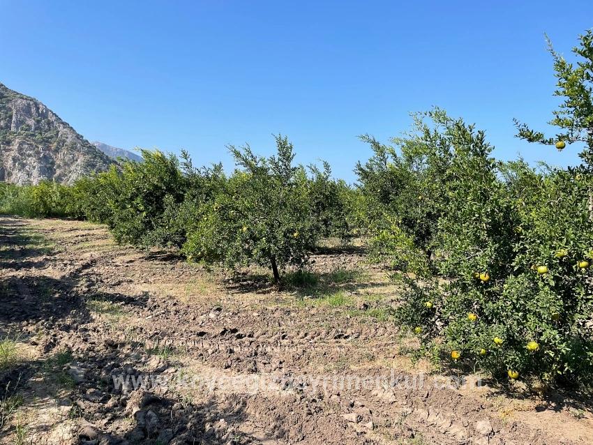 Для Продажи Поле в Dalyan Ortaca - Под Жилье застройку - 10.000 m²