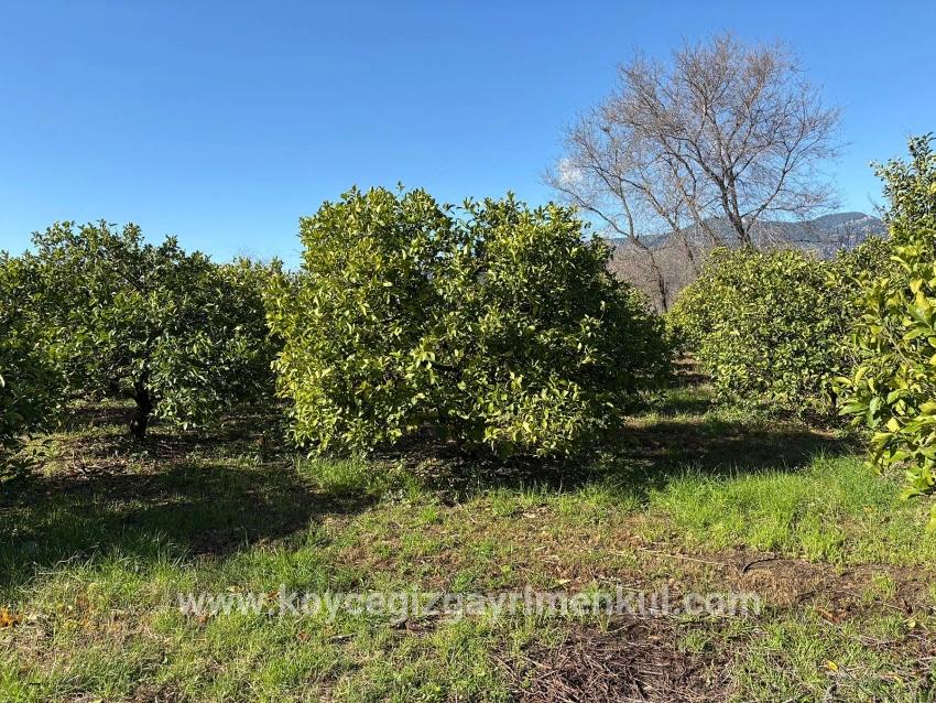 Для Продажи Поле в Dalyan Ortaca - Под Поле застройку - 16.500 m²