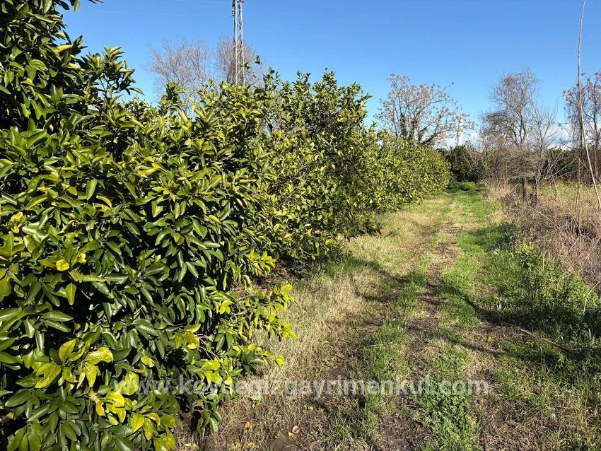 Для Продажи Поле в Dalyan Ortaca - Под Поле застройку - 16.500 m²