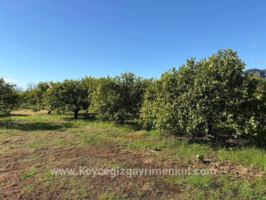Для Продажи Поле в Dalyan Ortaca - Под Поле застройку - 16.500 m²
