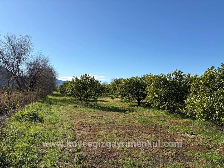 Для Продажи Поле в Dalyan Ortaca - Под Поле застройку - 16.500 m²