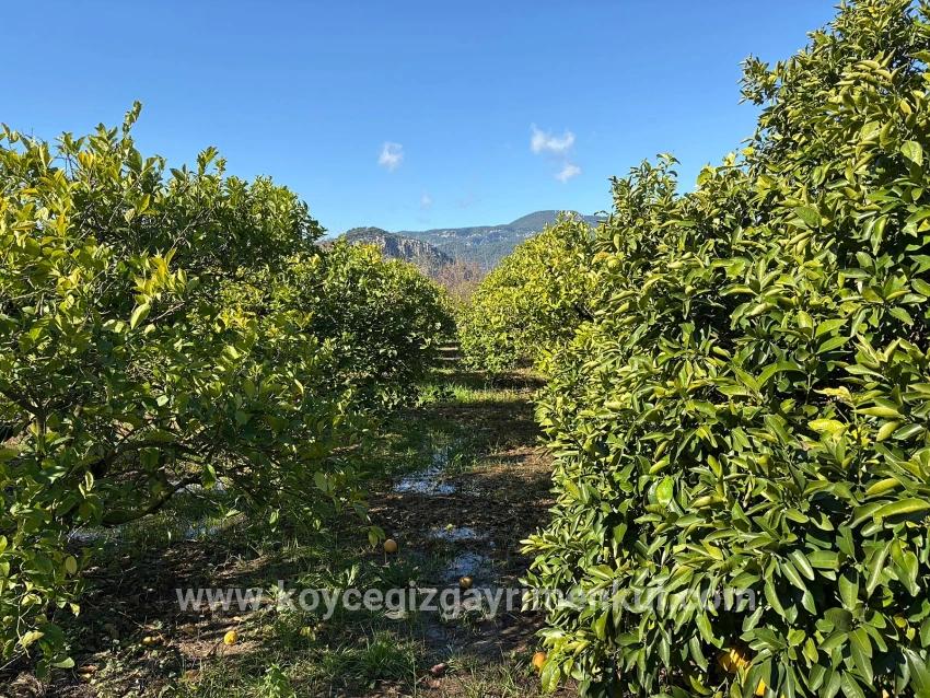 Для Продажи Поле в Dalyan Ortaca - Под Поле застройку - 16.500 m²