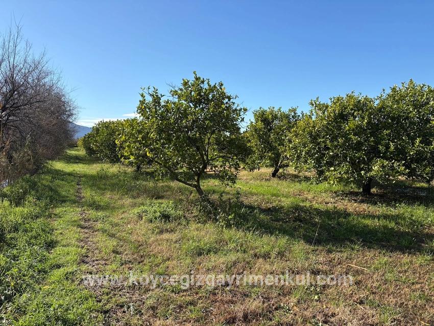 Для Продажи Поле в Dalyan Ortaca - Под Поле застройку - 16.500 m²