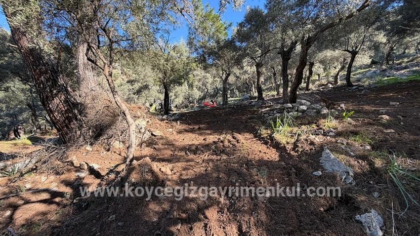 Для Продажи Поле в Çandır Köyceğiz - Под Жилье застройку - 5.715 m²