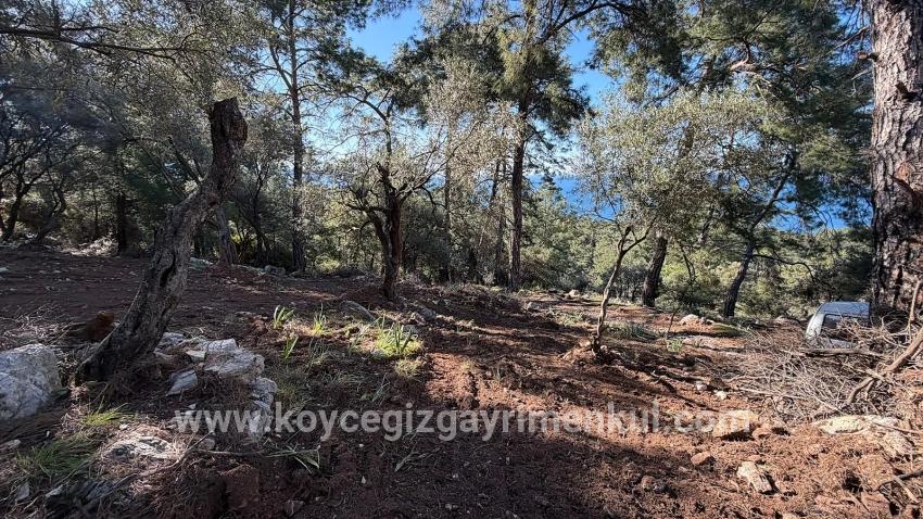 Для Продажи Поле в Çandır Köyceğiz - Под Жилье застройку - 5.715 m²