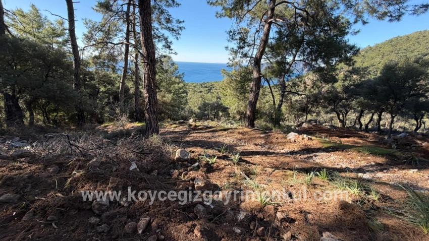Для Продажи Поле в Çandır Köyceğiz - Под Жилье застройку - 5.715 m²