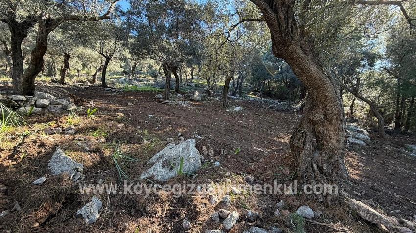 Для Продажи Поле в Çandır Köyceğiz - Под Жилье застройку - 5.715 m²
