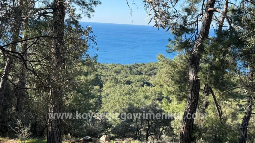 Для Продажи Поле в Çandır Köyceğiz - Под Жилье застройку - 5.715 m²