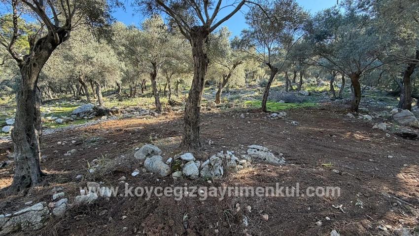 Для Продажи Поле в Çandır Köyceğiz - Под Жилье застройку - 5.715 m²