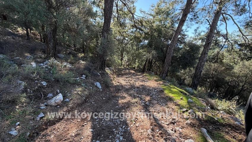 Для Продажи Поле в Çandır Köyceğiz - Под Жилье застройку - 5.715 m²