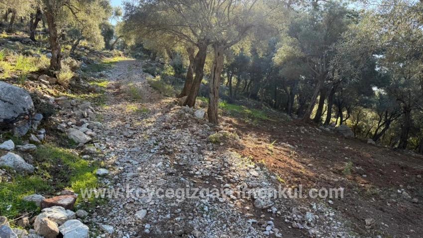 Для Продажи Поле в Çandır Köyceğiz - Под Жилье застройку - 5.715 m²