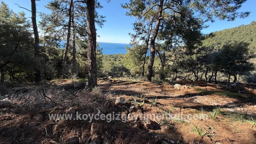 Для Продажи Поле в Çandır Köyceğiz - Под Жилье застройку - 5.715 m²