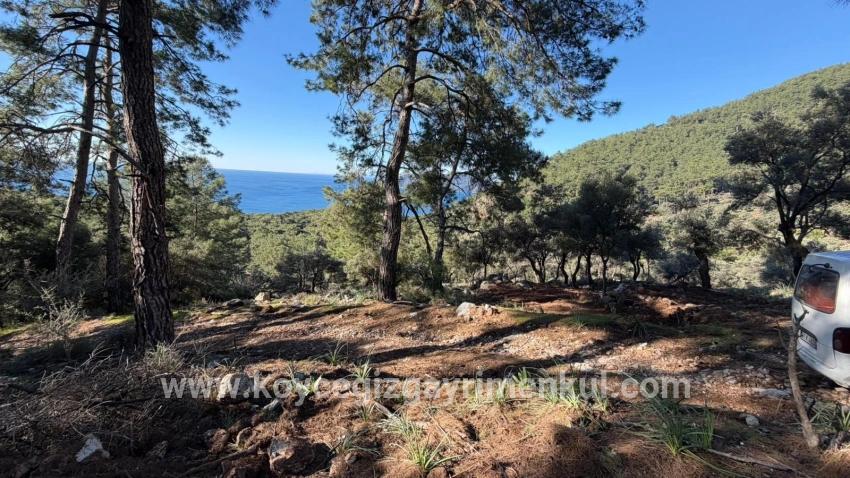 Для Продажи Поле в Çandır Köyceğiz - Под Жилье застройку - 5.715 m²