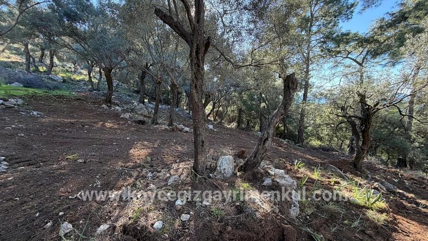 Для Продажи Поле в Çandır Köyceğiz - Под Жилье застройку - 5.715 m²