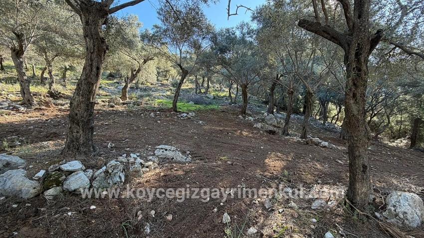 Для Продажи Поле в Çandır Köyceğiz - Под Жилье застройку - 5.715 m²