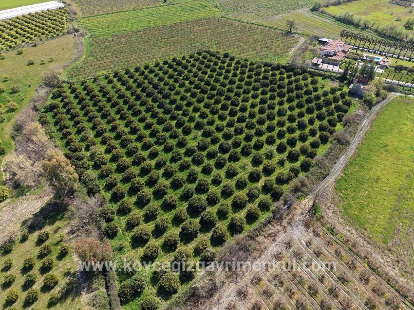 Для Продажи Виноградник И Сад в Dalyan Ortaca - Под Виноградник И Сад застройку - 17.550 m²