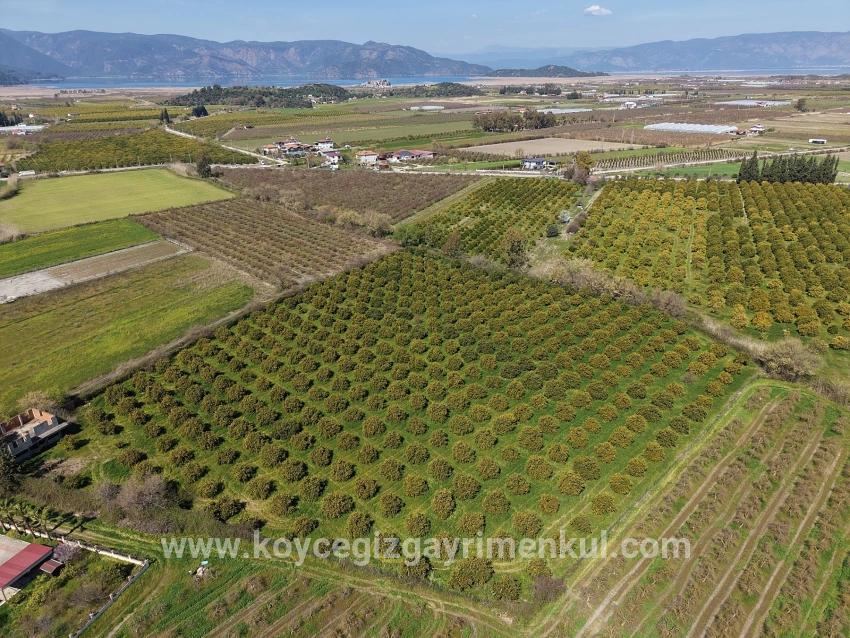 Для Продажи Виноградник И Сад в Dalyan Ortaca - Под Виноградник И Сад застройку - 17.550 m²