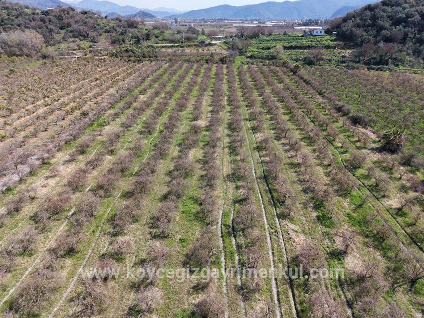 Для Продажи Поле в Eskiköy Ortaca - Под Поле застройку - 16.710 m²