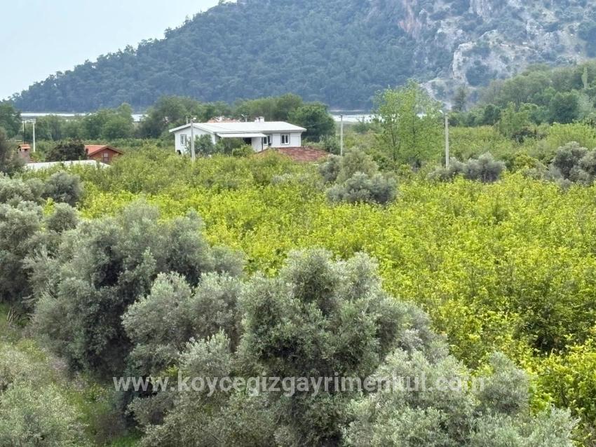 Для Продажи Поле в Çandır Köyceğiz - Под Поле застройку - 1.721 m²