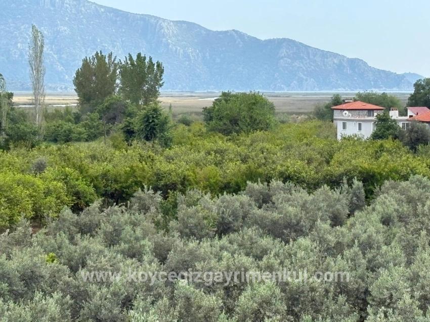 Для Продажи Поле в Çandır Köyceğiz - Под Поле застройку - 1.721 m²