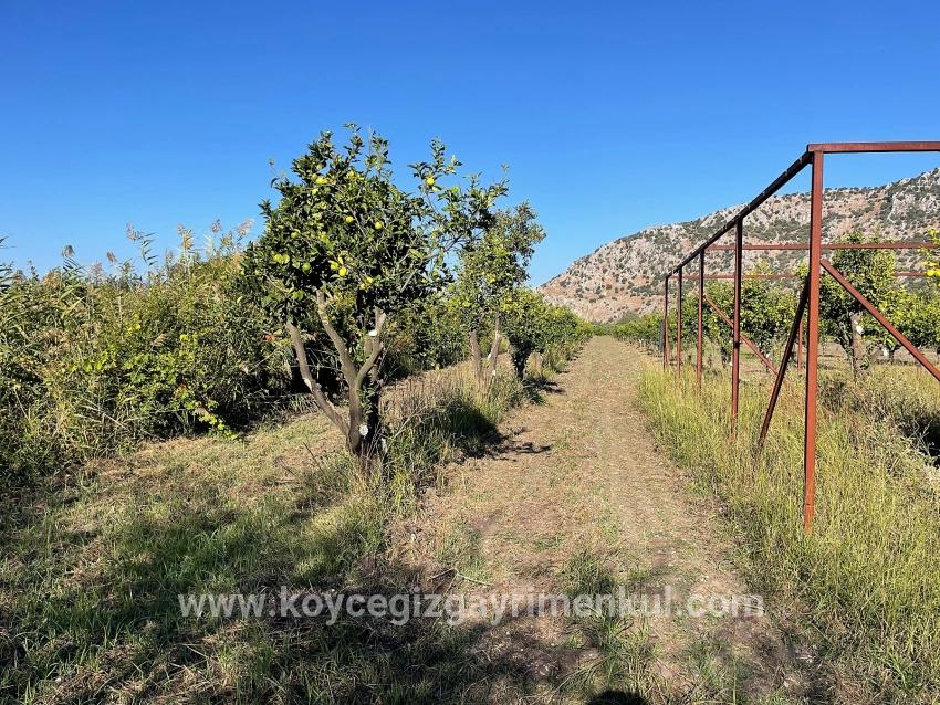 Для Продажи Поле в Dalyan Ortaca - Под Поле застройку - 6.600 m²