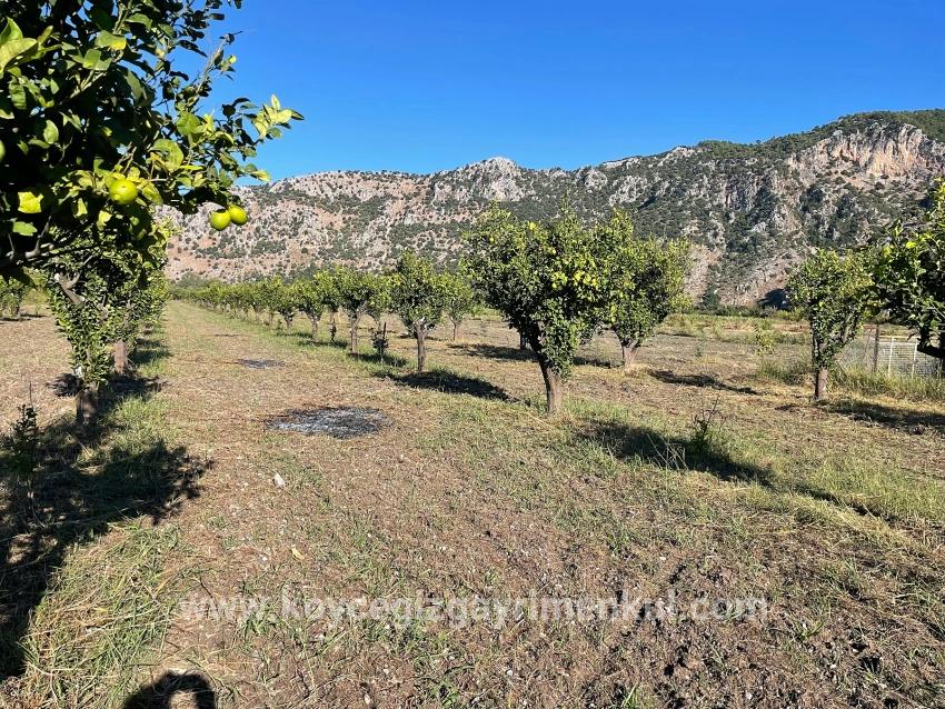 Для Продажи Поле в Dalyan Ortaca - Под Поле застройку - 6.600 m²
