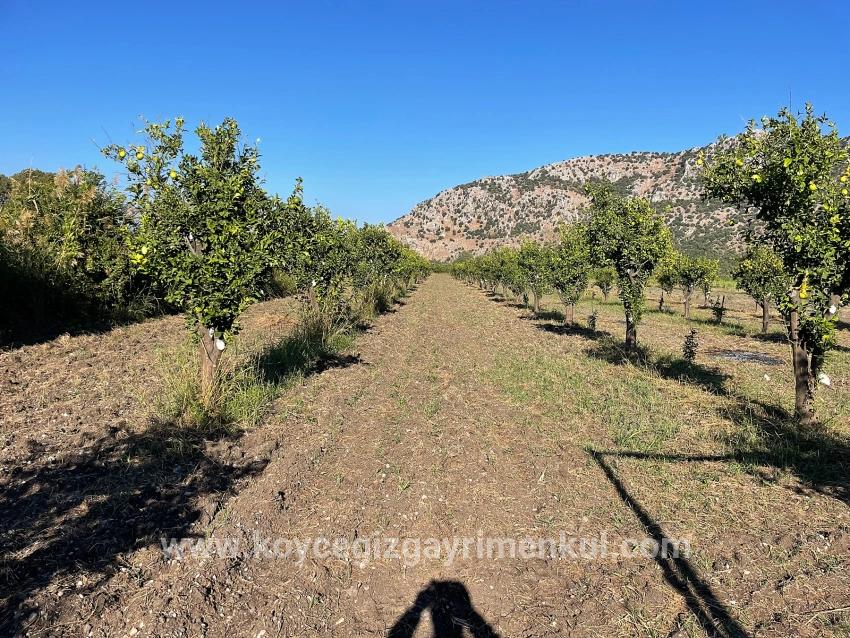 Для Продажи Поле в Dalyan Ortaca - Под Поле застройку - 6.600 m²