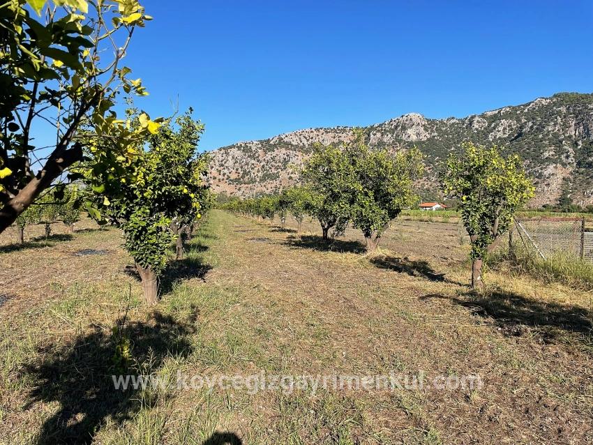 Для Продажи Поле в Dalyan Ortaca - Под Поле застройку - 6.600 m²