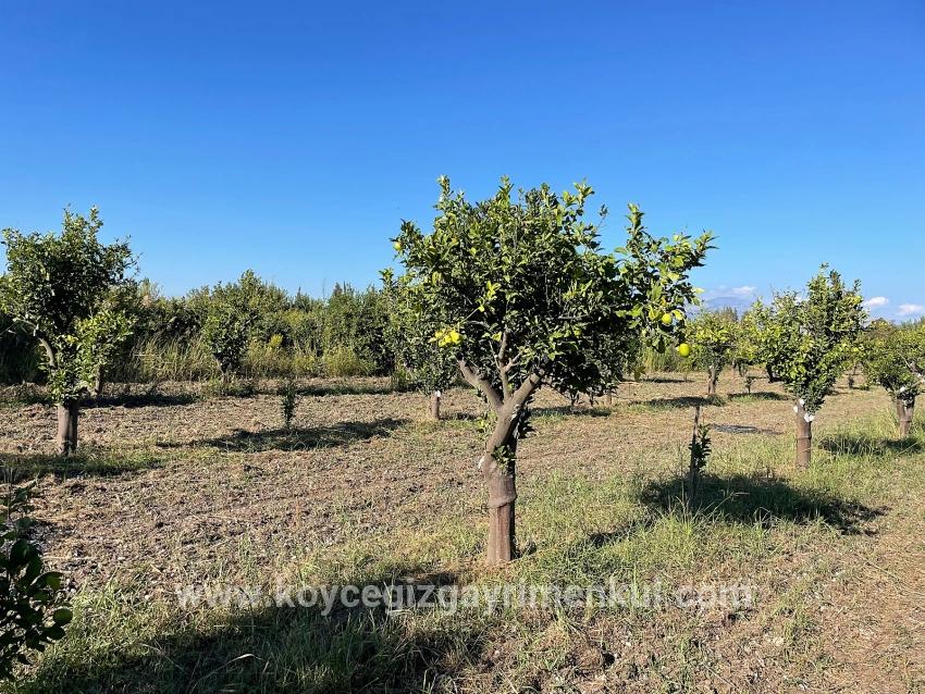 Для Продажи Поле в Dalyan Ortaca - Под Поле застройку - 6.600 m²