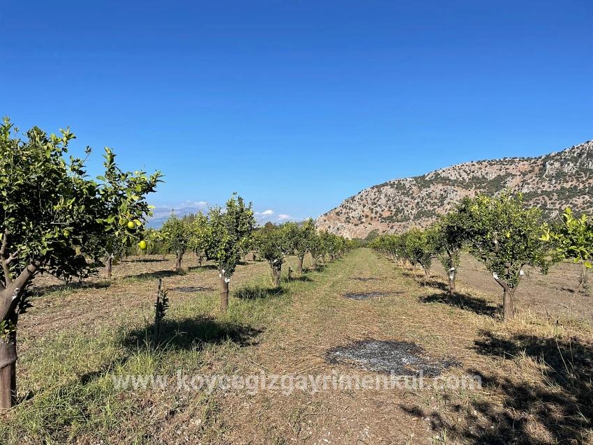Для Продажи Поле в Dalyan Ortaca - Под Поле застройку - 6.600 m²